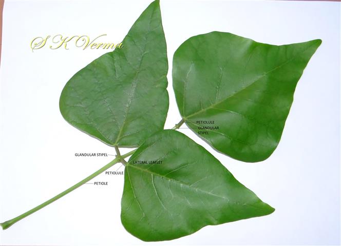  Leaf